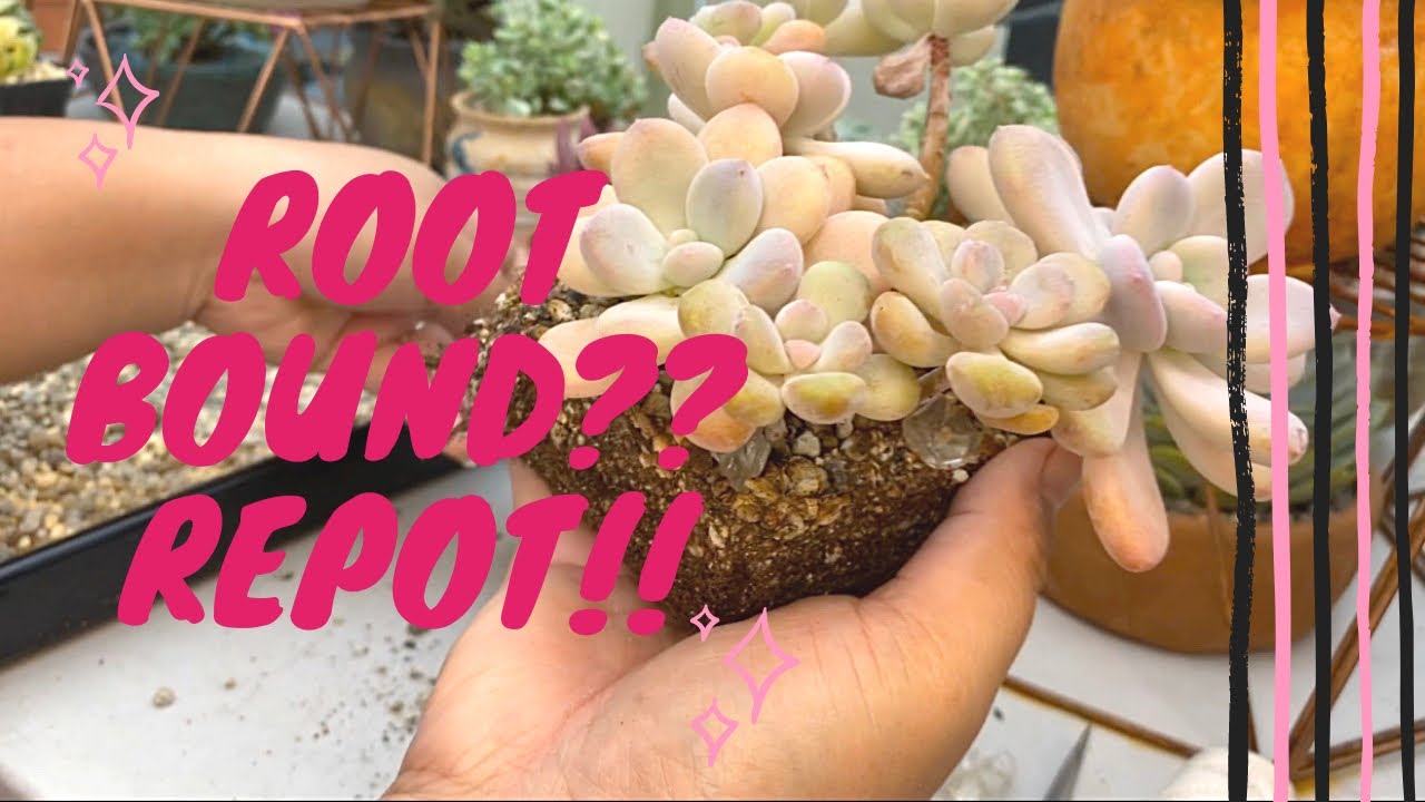 Succulent Repotting my Year old Grapto Sp!