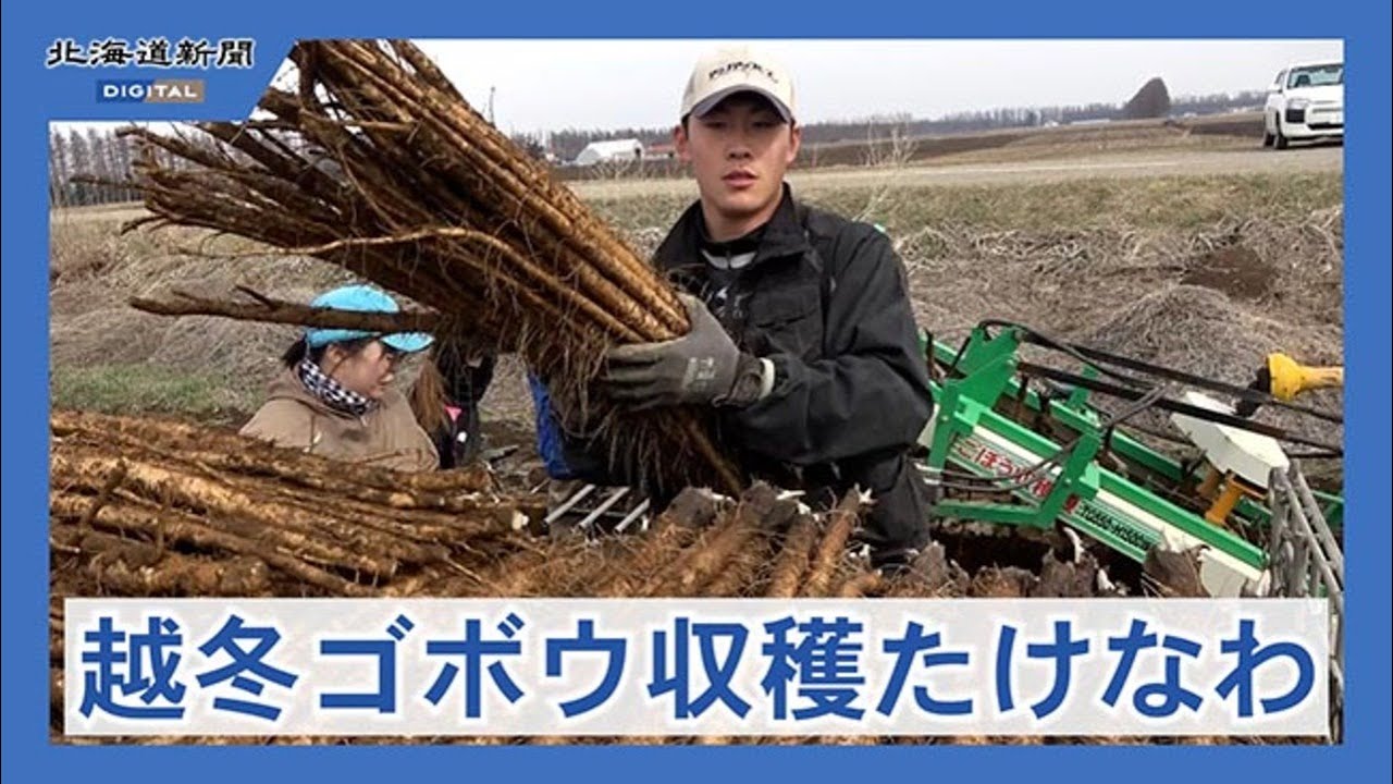 作付面積全道一の芽室町でゴボウ春掘り本格化