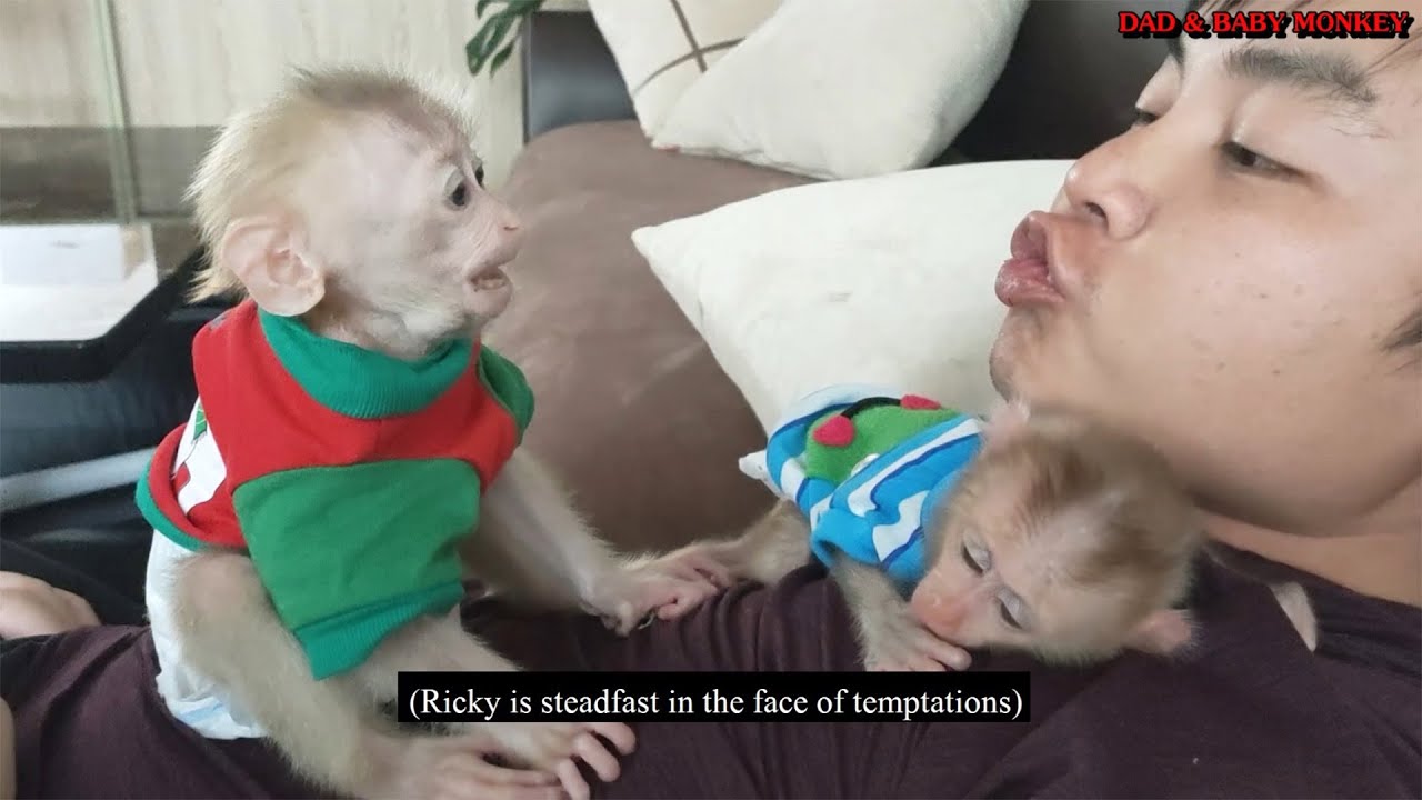 The fun moments of baby monkeys Rocky and Ricky while with dad