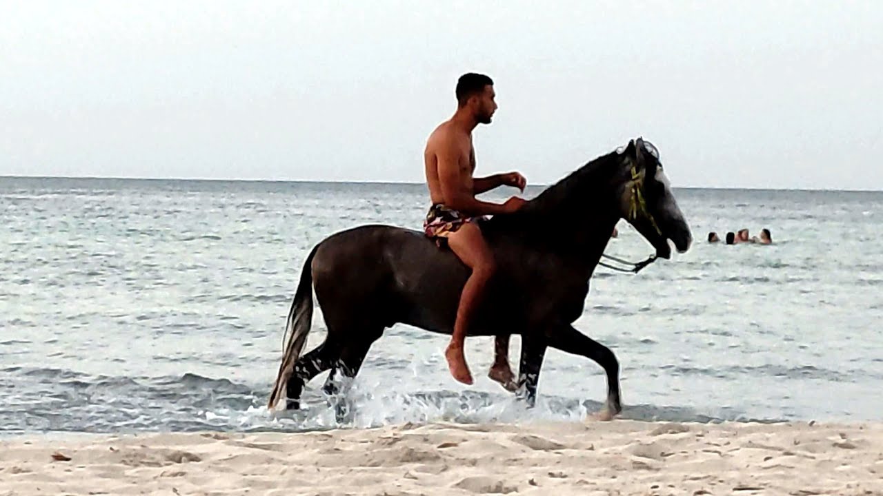 Djerba Tunisia - Horses in the sea