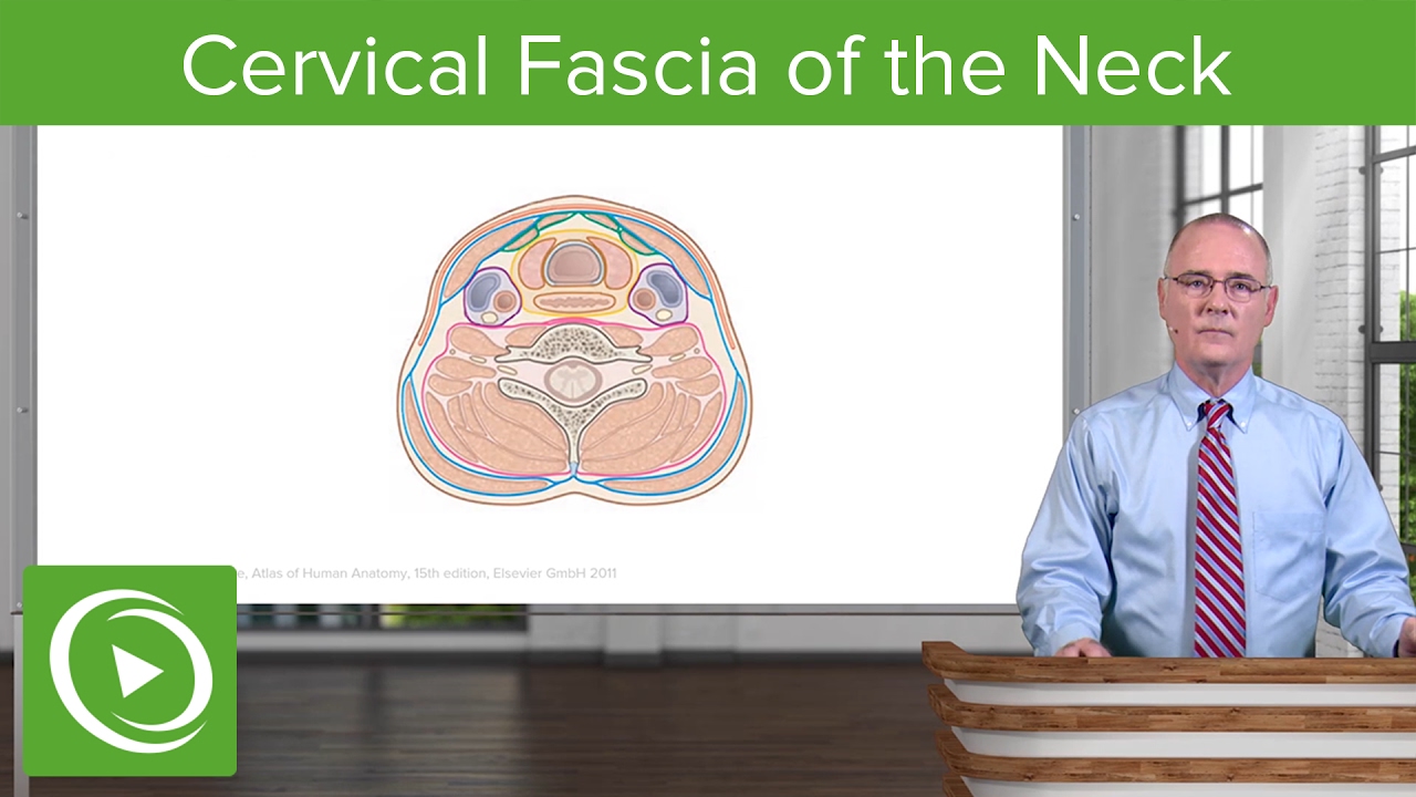 Neck: Cervical Compartments & Cervical Fascia &ndash; Brain & Nervous System | Lecturio