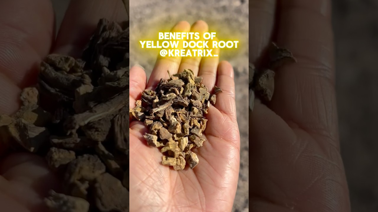 Benefits of Yellow Dock Root 🪵✨