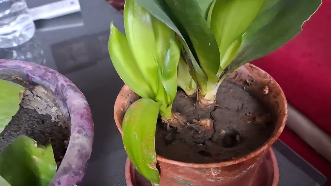 साथीहरू मेरो यो सर सफा गगरिरहेको भिडियोलाई सबैजनाले फूलवास गर्दिनुस् है👍👍🌹🌹# video#viralvideo # for 