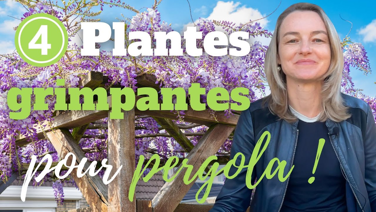 4 plantes grimpantes pour pergola en plein soleil