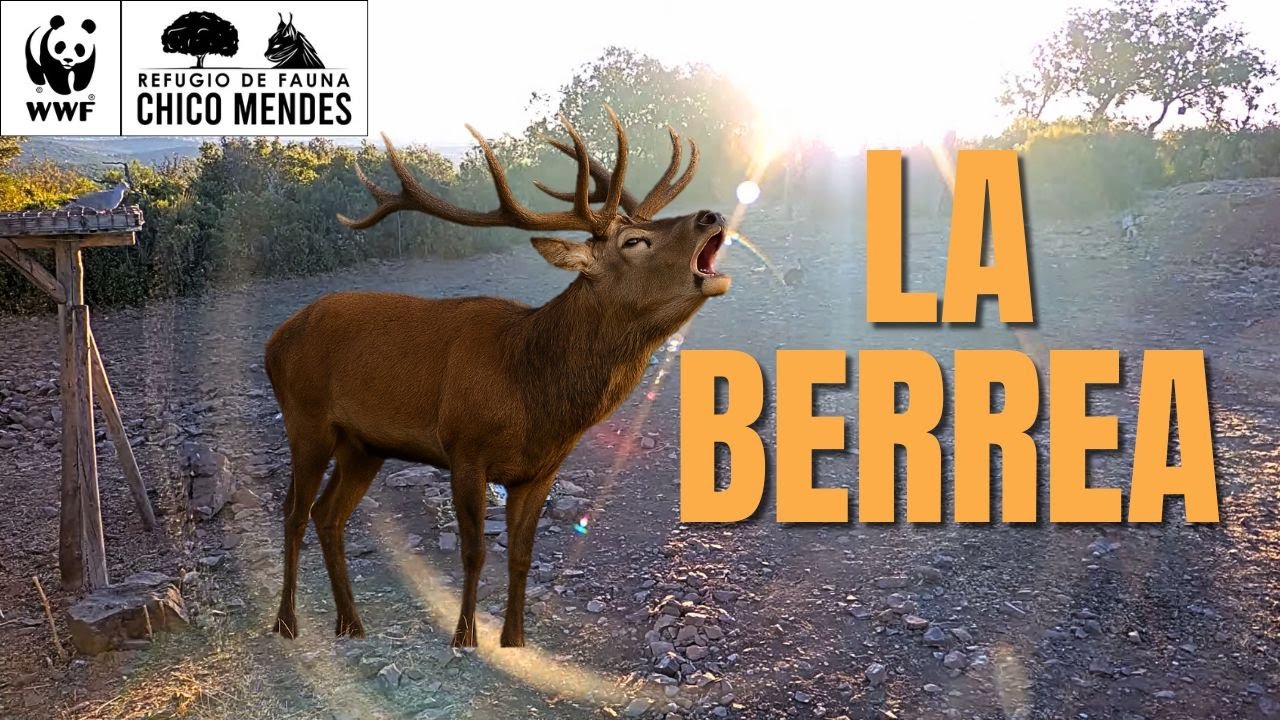 🦌 Sierra Morena salvaje: la impresionante berrea del ciervo | Territorio Lince