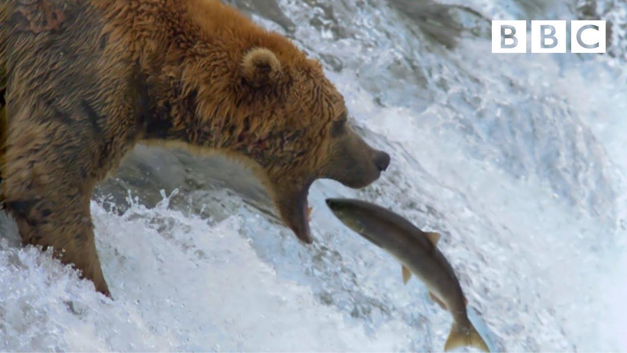 Grizzly bear's amazing salmon catching techniques - BBC