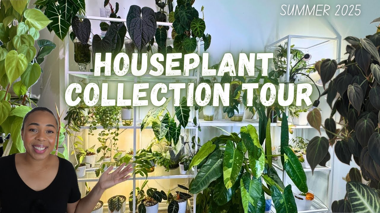 🌿Summer Glow-Up: ☀️My Houseplant Collection Tour 🪴