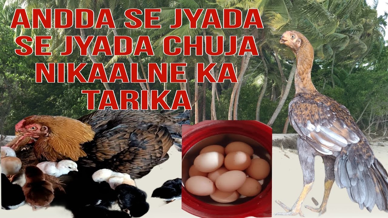 parrot beak long  tail aseel hen Eggs Hatching To Australorp chicken chicks.(contact no:-7797311766)