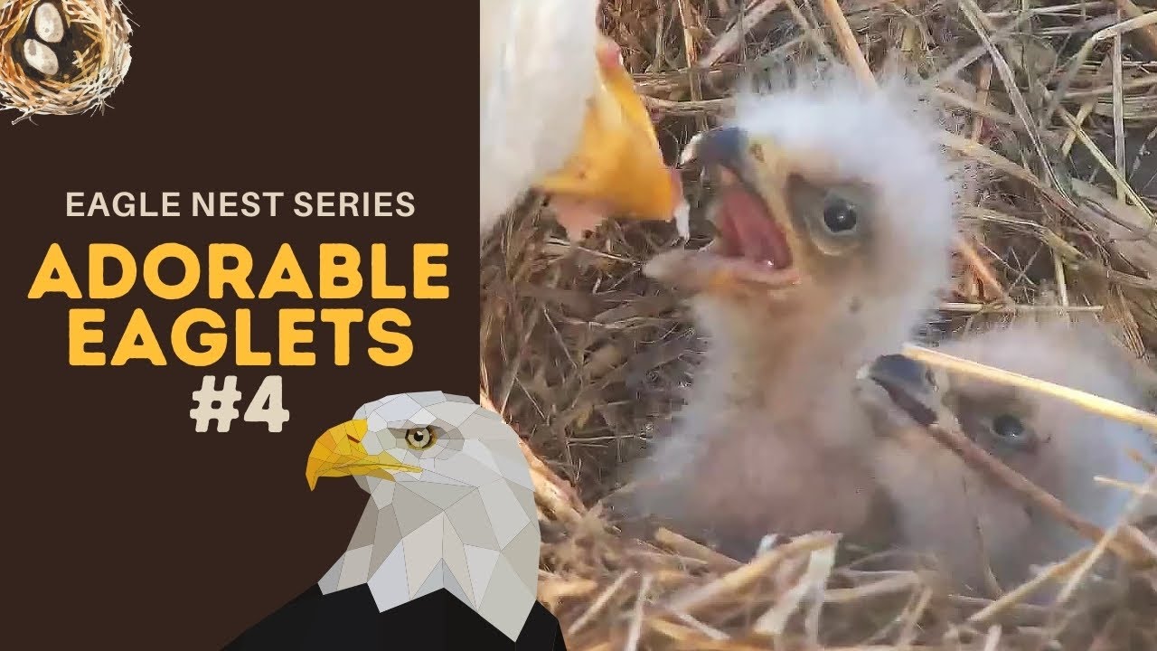 Eagle Nest Series #4 | Adorable little bobbleheads ~ 3-28-2021