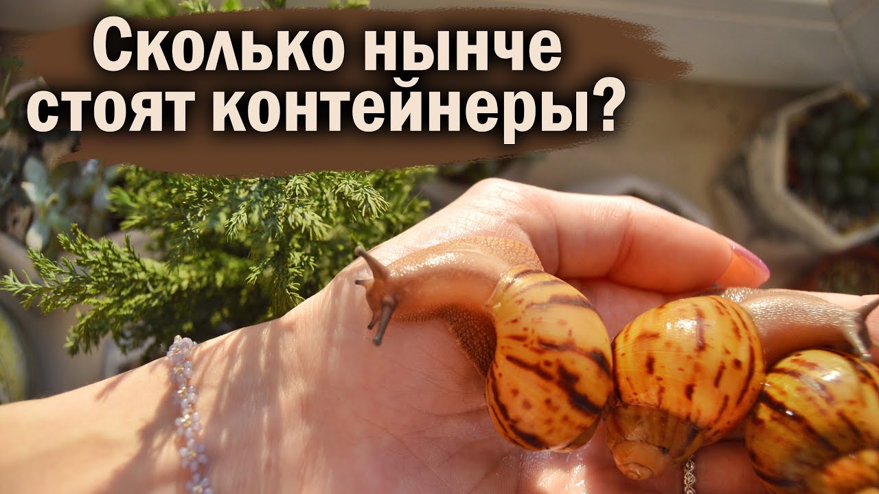 УБОРКА У УЛИТОК | КЛАДКИ | ПРОДАЖА ТОВАРОВ