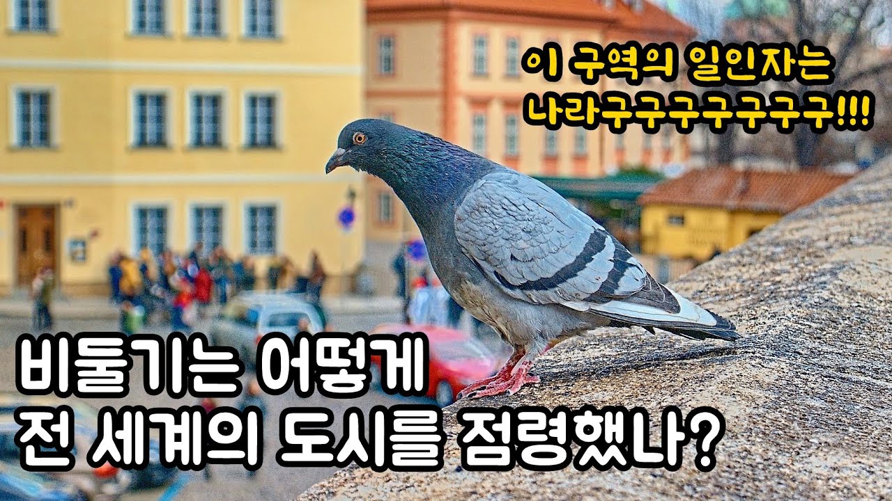 비둘기는 어떻게 전 세계의 도시를 점령했나? 알고 보면 적응의 진정한 승자