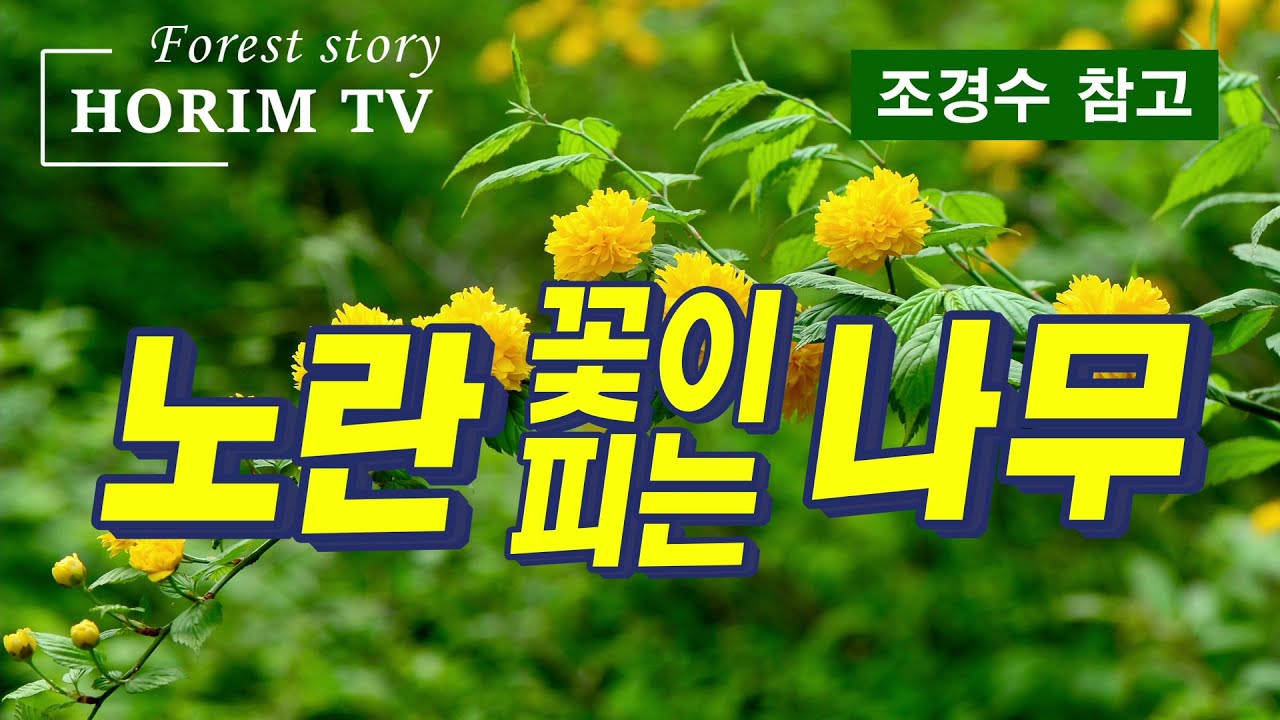 노란 꽃이 피는 나무(조경수 참고), HORIM-TV