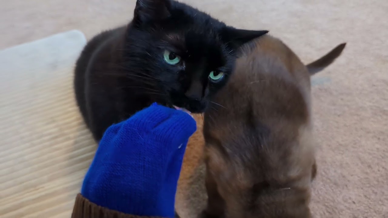 SAZZY & ZAMMY Fed By BLUE Glove 4