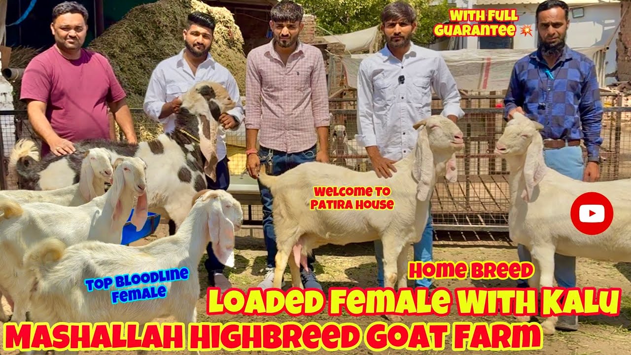 For Sale Loaded Gulabi Hydpat Bakriyan At Mashallah Highbreed Goat Farm (Limbdi) || @patirahouse