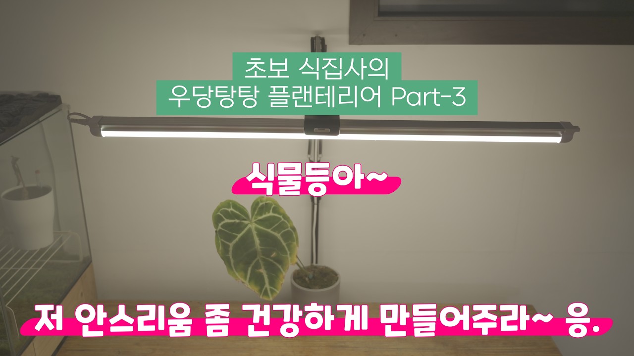 초보 식집사의 식물 일기 '식물여행' 채널입니다.나만의 멋진  플랜테리어와 건강한 가드닝 정보를 공유합니다. 많은 관심과 격려 부탁드립니다.  여러분들과 함께 성장하고 싶습니다.