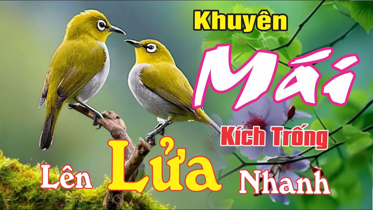 Khuy&ecirc;n M&aacute;i K&iacute;ch Trống l&ecirc;n Lửa Nhanh - Khuy&ecirc;n M&aacute;i K&iacute;ch L&iacute;u M&ugrave;a Đ&ocirc;ng Tốt Nhất
