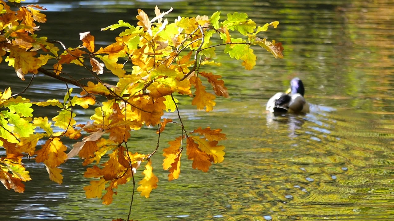 Footage.Leaves on a tree branch in autumn