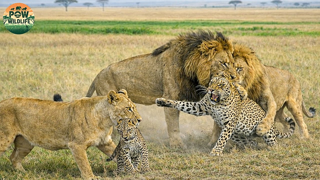 Leopards and Lions – A Fierce Battle for Survival on the African Savanna | Wildlife Documentary