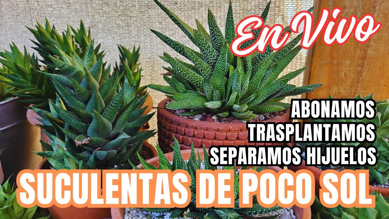 SUCULENTAS DE POCO SOL: Trasplantamos, separamos hijuelos y abonamos en vivo desde mi jard&iacute;n