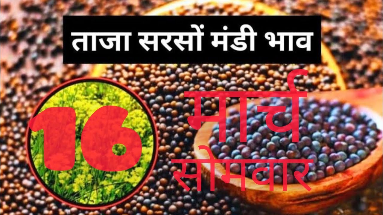 16 मार्च 2026 सरसों मंडी ताजा भाव जानिए।#sarso #sarso_mandi_bhav_today #bharatpur 