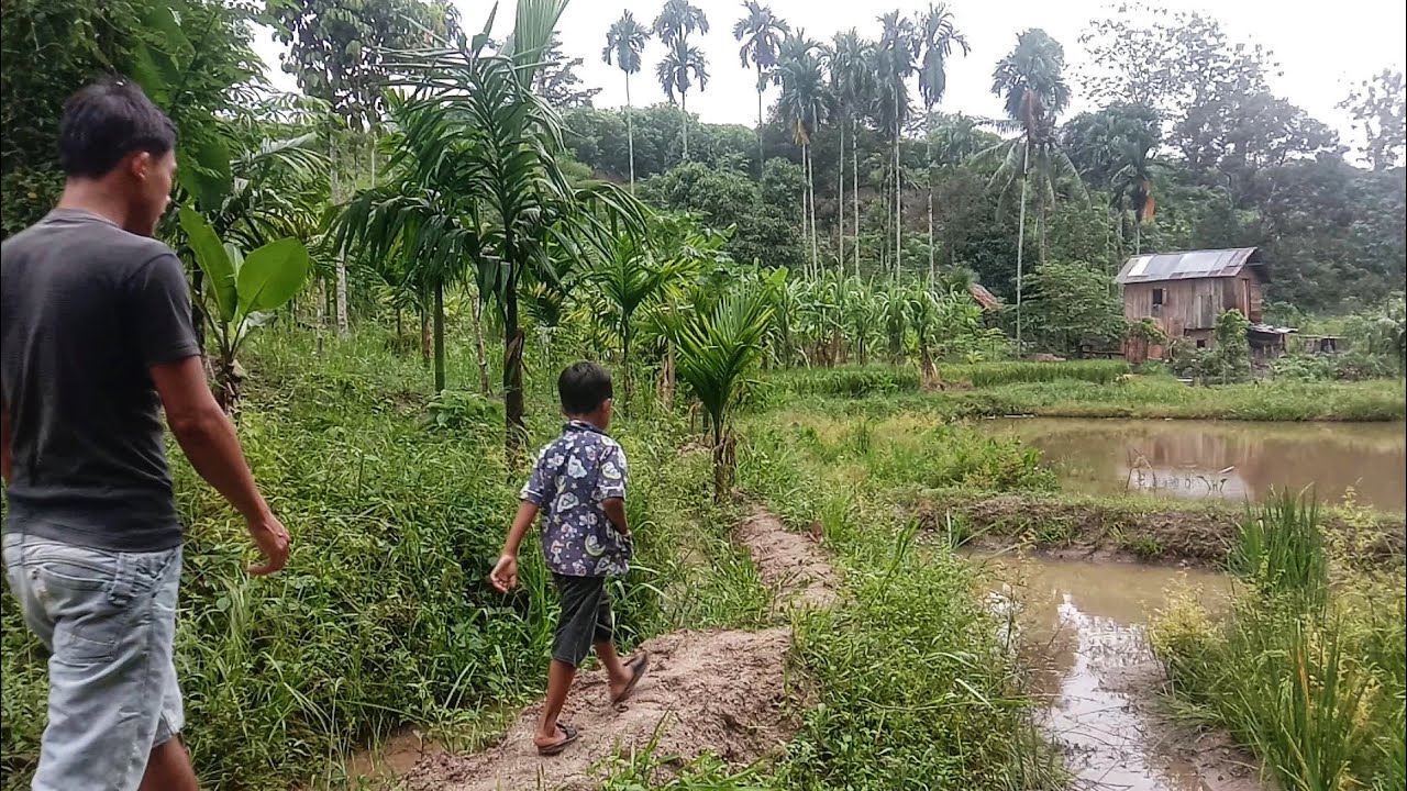 Aktifitas Bareng Keluarga, Belah Duren, Rebus Ubi Singkong, Siram Gula Tebu, Hasil Peras Manual