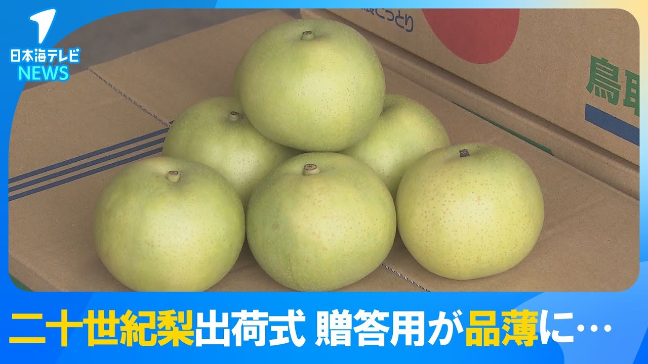 【出荷式】鳥取県を代表する秋の味覚 二十世紀梨　今年は過去20年間で最も高い糖度