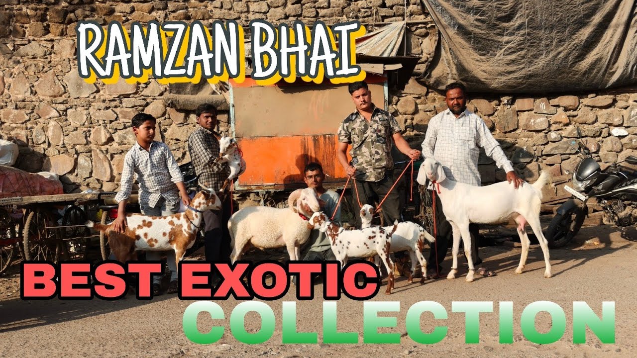 RAMZAN BHAI LE KAR AYE BEST EXOTIC COLLECTION #goat #goatfarming #animals #trader 