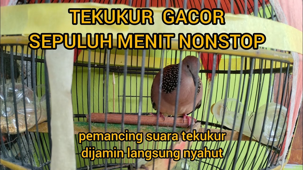 BURUNG TEKUKUR MANGGUNG 11 MENIT GACOR NON STOP BUNYI YANG LAIN  PASTI NYAHUT #tekukur #derkuku
