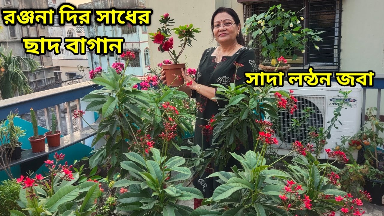 সাদা লন্ঠন জবা,দত্তপ্রিয়া, সহ বিভিন্ন গাছ দিয়ে অসম্ভব সুন্দর সাধের বাগান তৈরি করেছেন রঞ্জনা দি