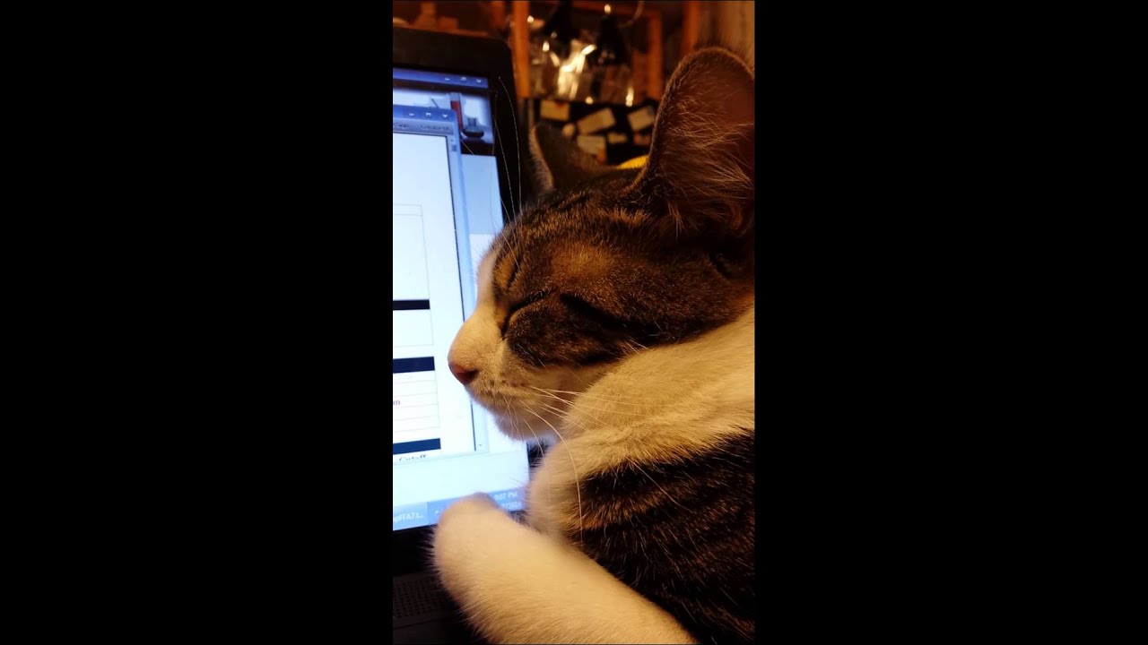 Is the normal? Cat has a tremor/jerking movement?