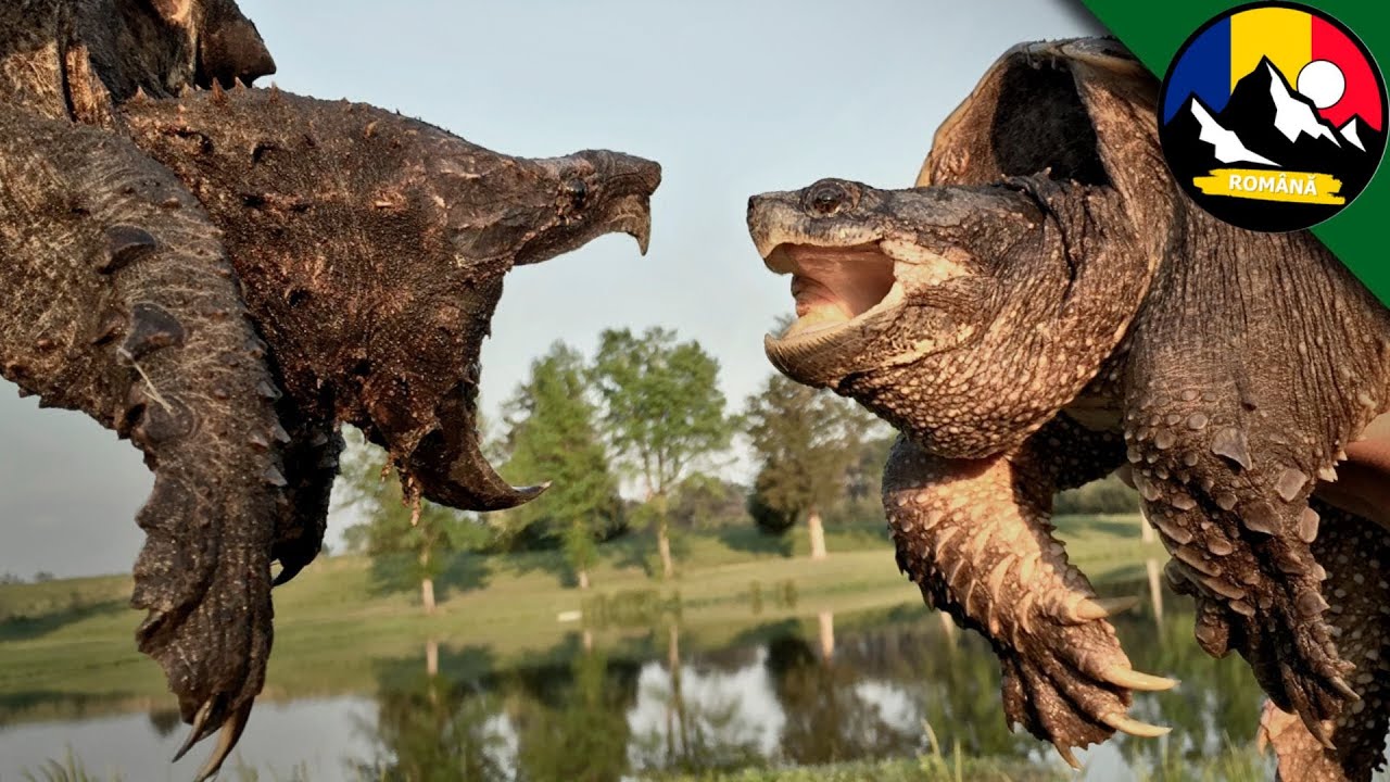 Țestoasa Aligator vs Țestoasa Comună 🐢 | Brave Wilderness Română