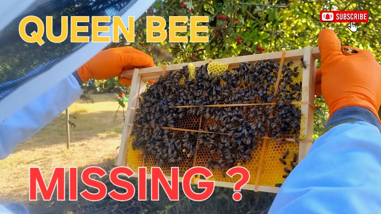 Weekly Hive Check | Bee Keeping | Honey Bees 