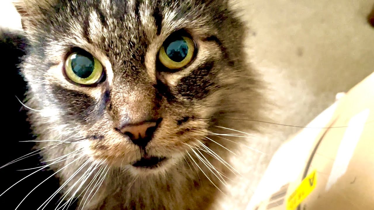 Eric: the politest cat on YouTube?