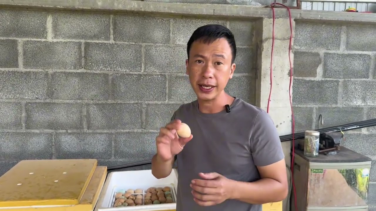 Nam yếu tố giúp anh em ấp trứng nở 100%