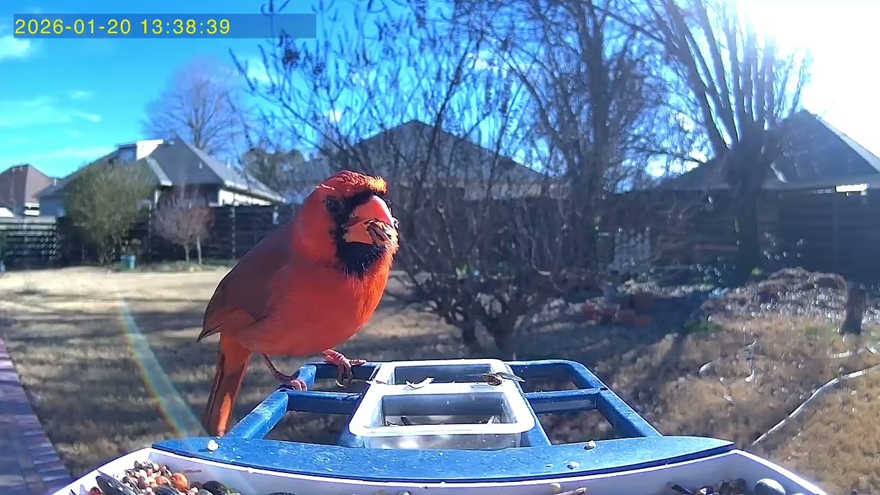 JAN 28 output Birdfeeder