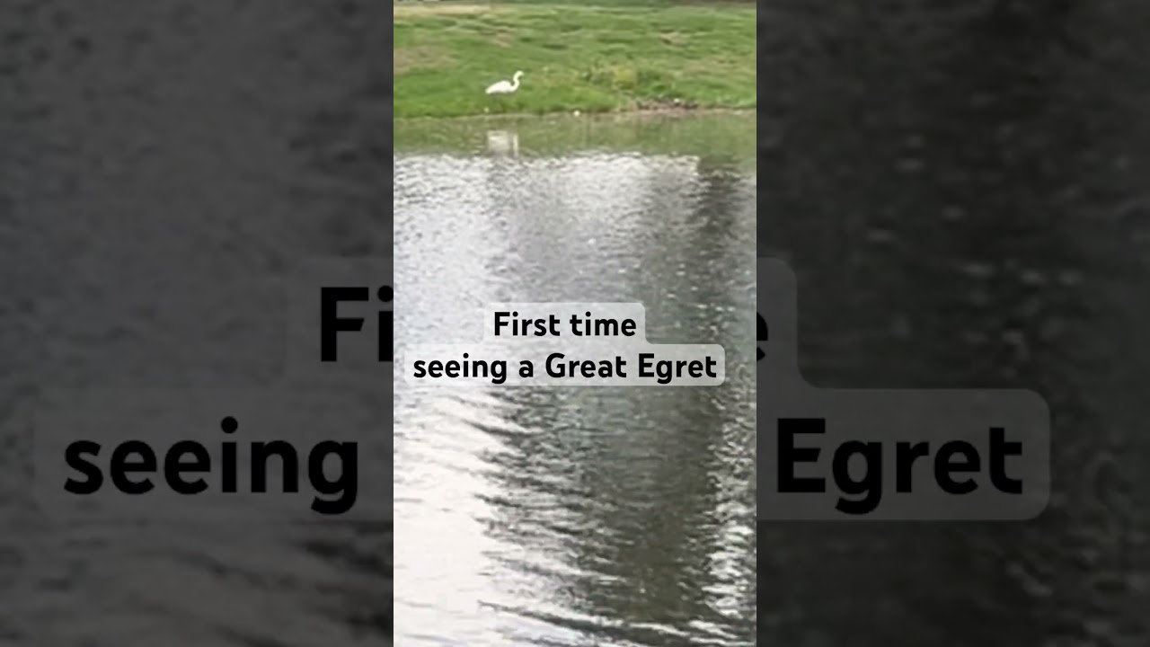 First time seeing a Great Egret #birds #greategret Connecticut