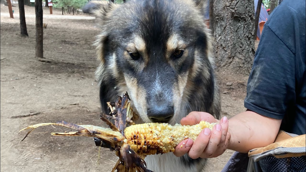 Utonagan Eats Corn On The Cob Like A Human