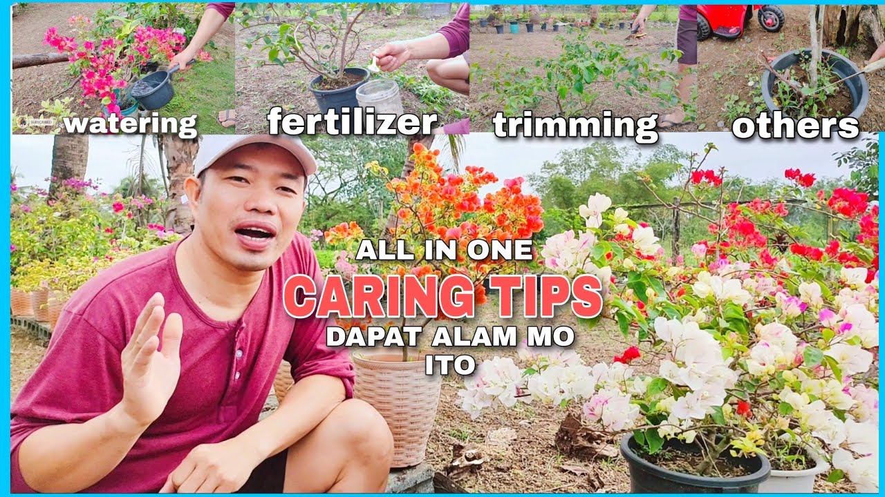 BOUGAINVILLEA BASIC CARING TIPS NA DAPAT MONG MALAMAN
