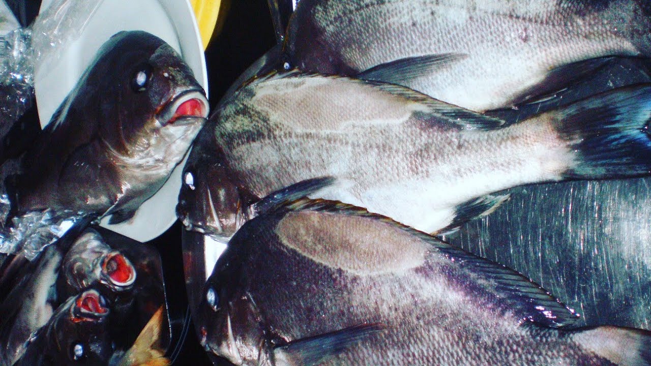 Tutorial de cómo pescar más a surf Casting (parte 2).✍️🤔  #surfcasting#   #secretossurfcasting#
