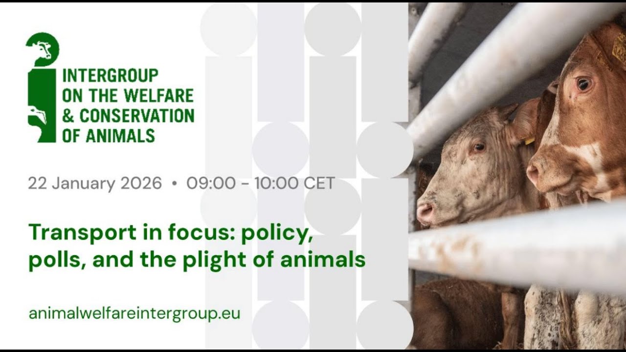 TRANSPORT IN FOCUS: policy, polls, and the plight of animals