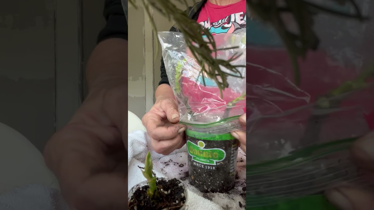 Propagating from your neighborhood! #garden #empowerment #gardening #propagation