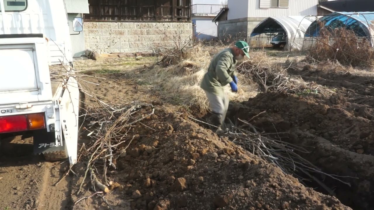 深層施肥　梨剪定枝　敷き詰め　1月19日