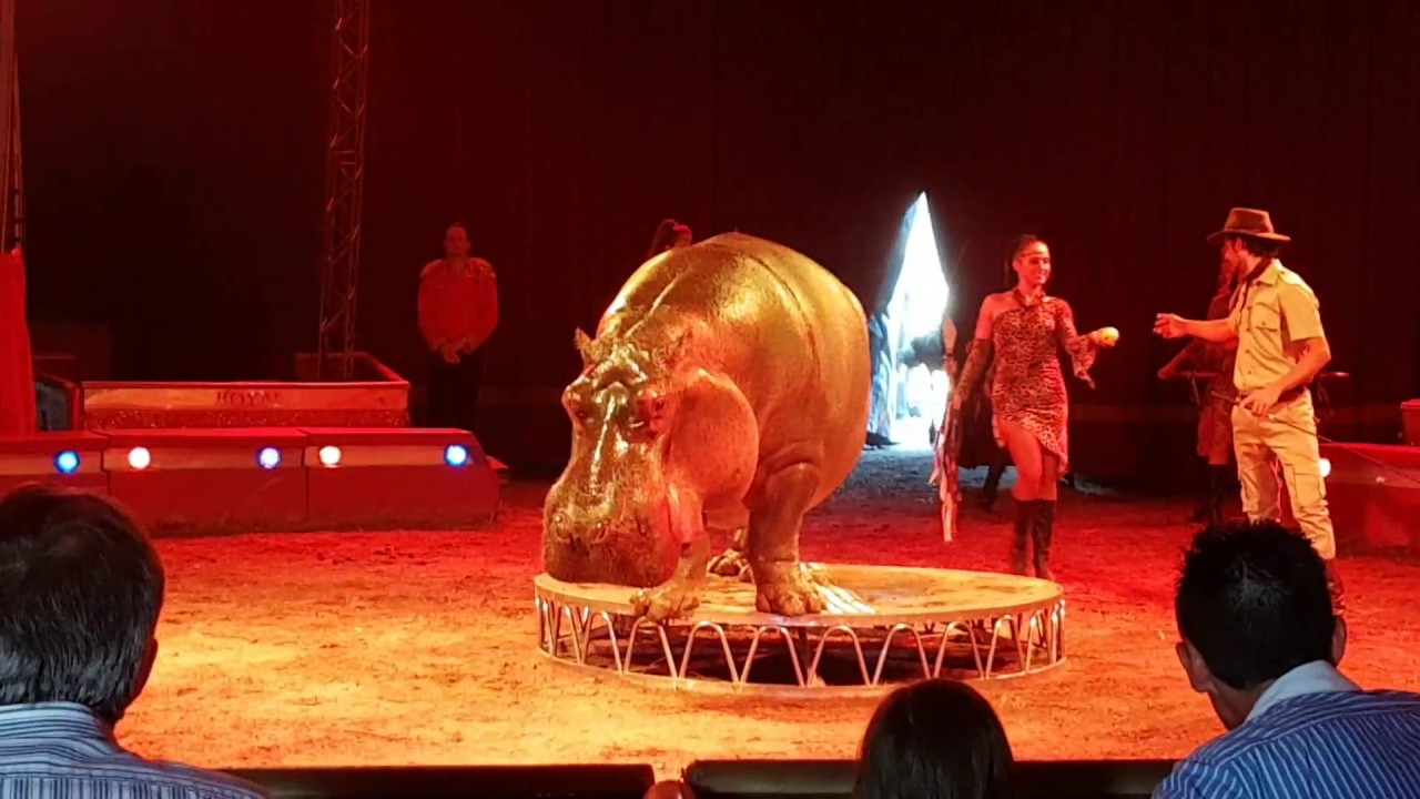 FANTASTICO IPPOPOTAMO PIU' GRANDE D' EUROPA ! ROYAL CIRCUS SICILIA