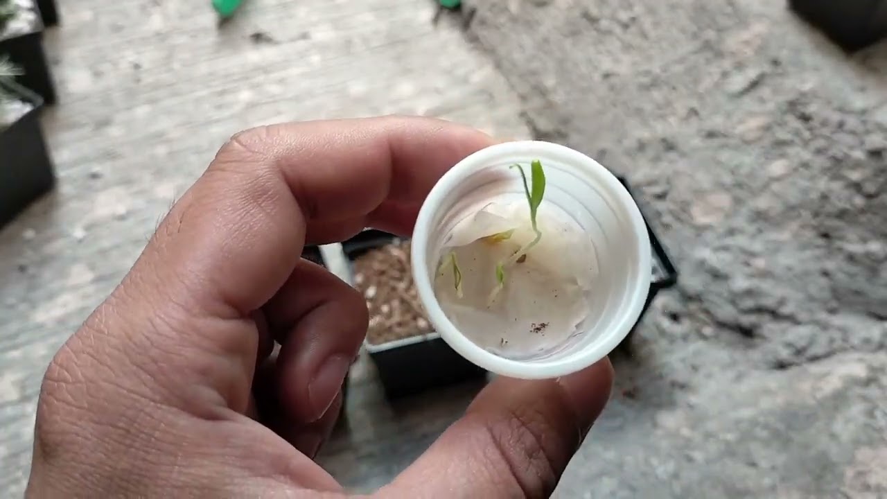 Germinando Carolina Reaper