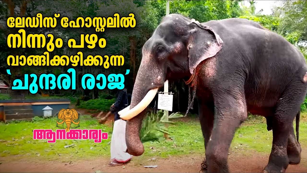 EP 30 |ലേഡീസ് ഹോസ്റ്റലിൽ നിന്നും പഴം വാങ്ങിക്കഴിക്കുന്ന 'ചുന്ദരി രാജ' |Cherussery Raja | Aanakkaryam