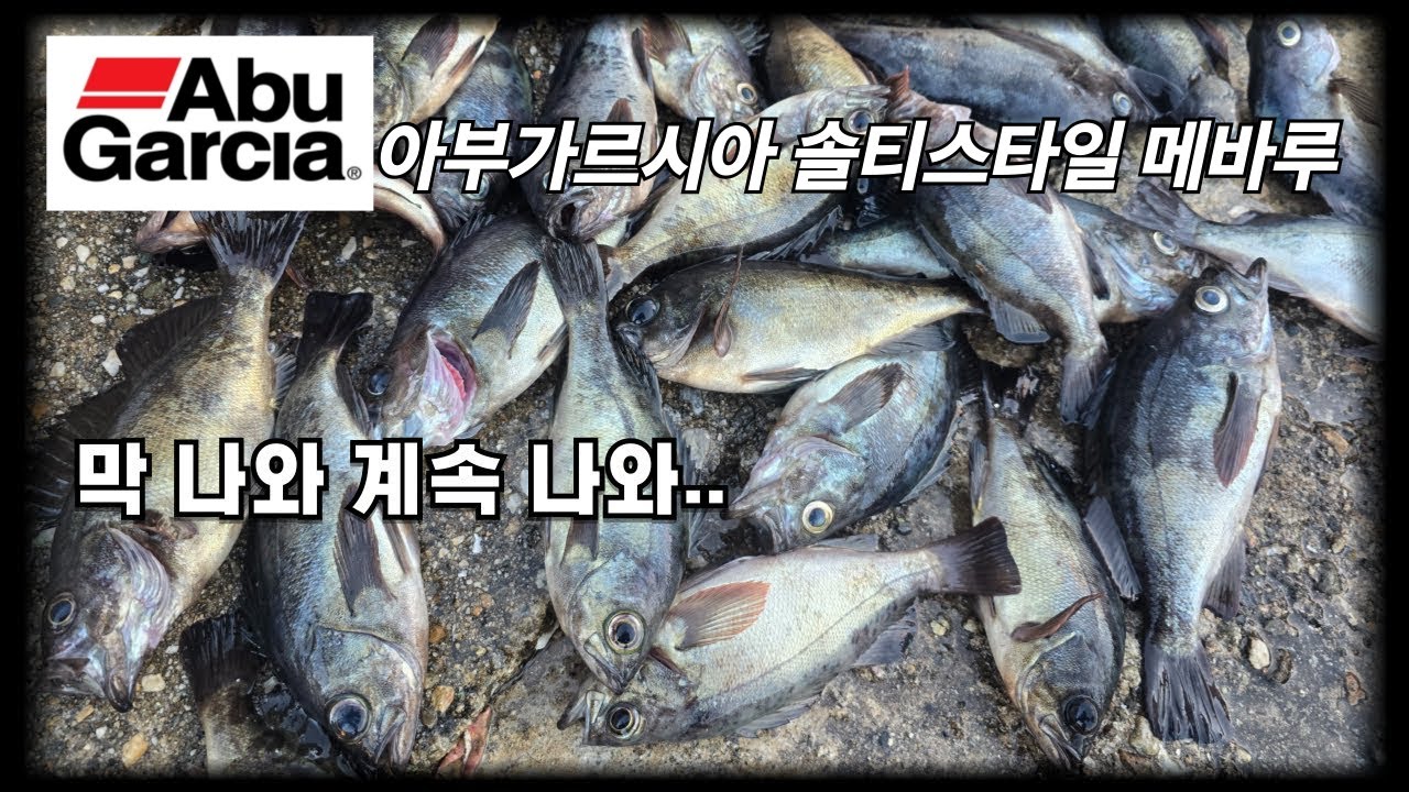 출시예정인 아부가르시아 솔티스타일 메바루 로드 소개 !진짜 막나와 사이즈좋은 볼락이 퍽퍽!  바로 시동거세요 볼락낚시 
