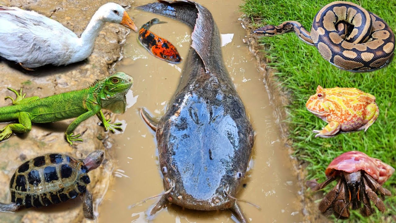 Menangkap ikan lele besar dalam lubang ada ikan hias, ikan gabus, katak, belut, kura kura
