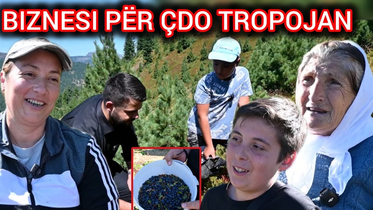 Boronica e bjeshkës së Tropojës, fruti që i jep çdo familje deri 6 mijë euro