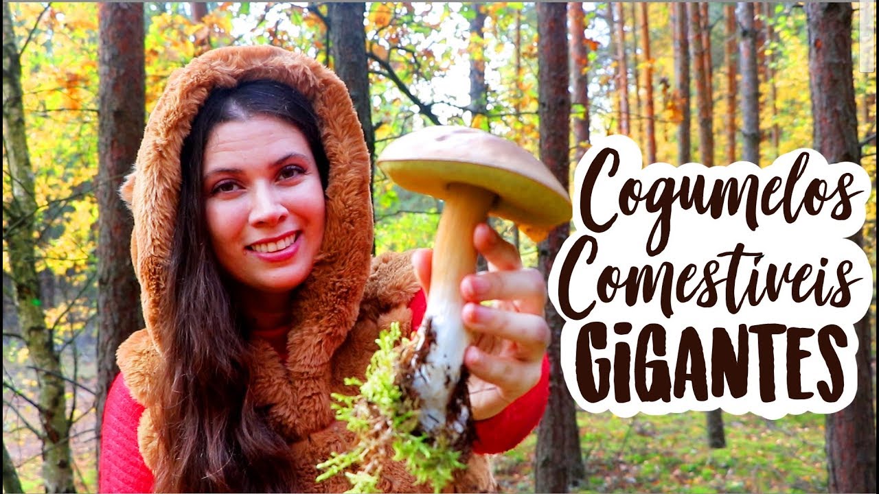 Caçando Cogumelos na Floresta Polonesa: esse ano a colheita foi maravilhosa!
