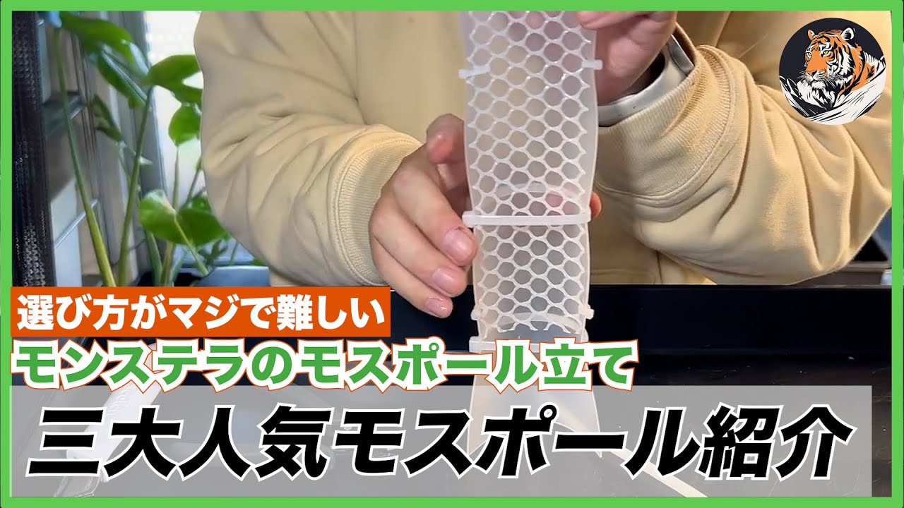 【モンステラ】モスポールがいっぱい届いたので、モスポールをご紹介しながらvar. シエラナを自作モスポールに立てました